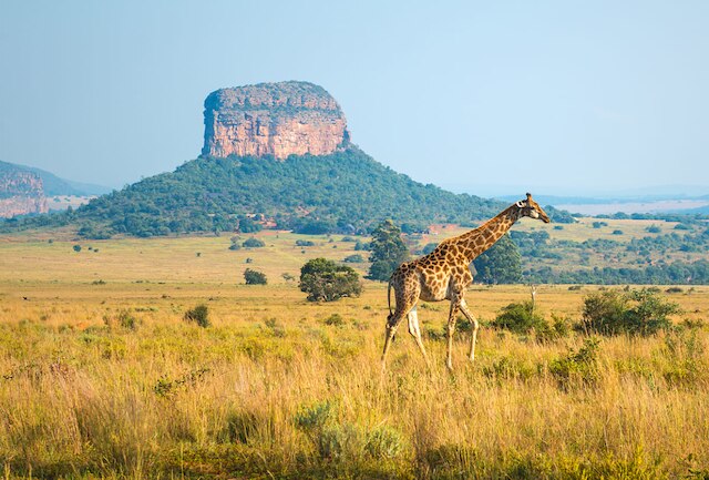 Sud Africa